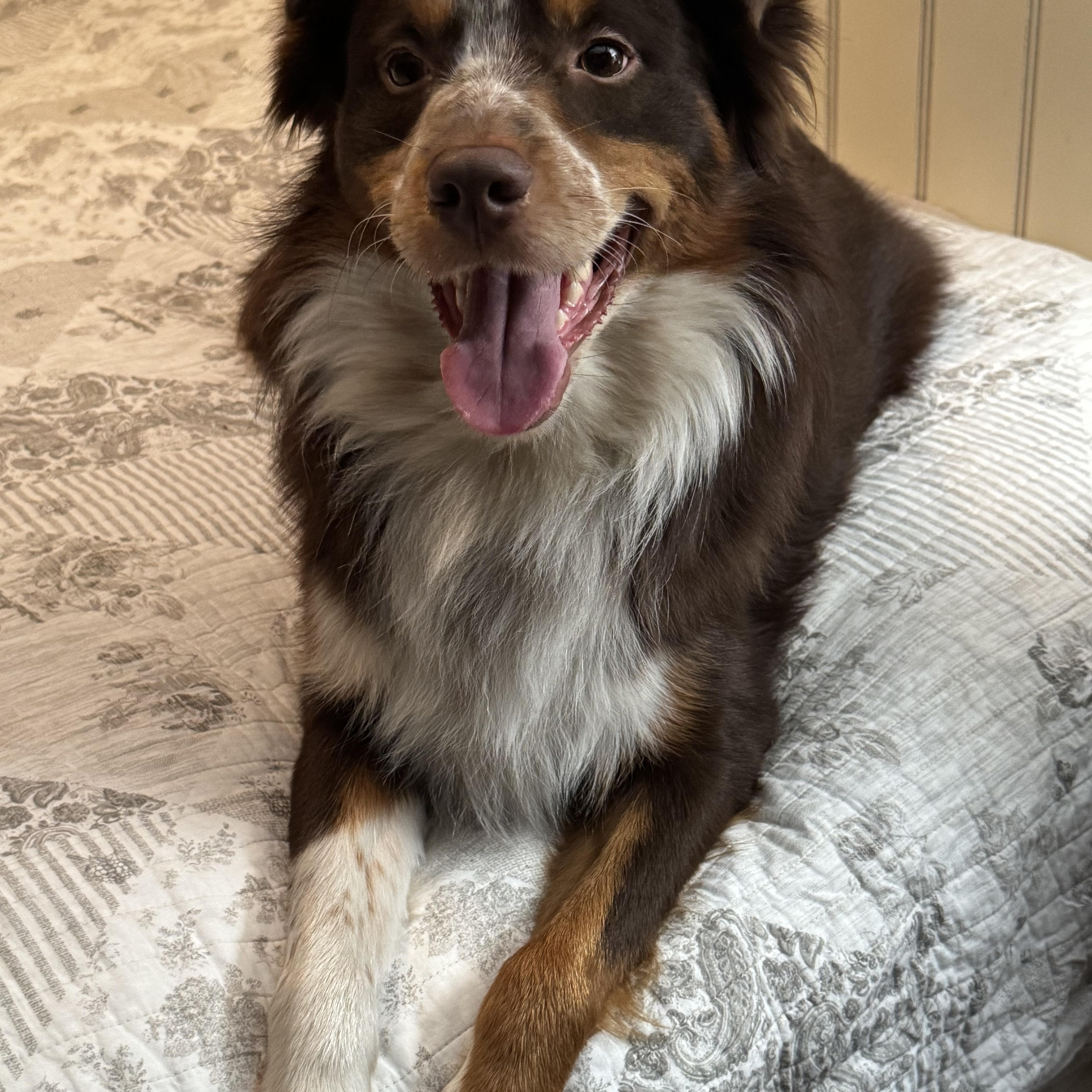 Enlarge Maverick ~Possible ESD, a Adopted Australian Shepherd in Woodbury, CT image 2/3
