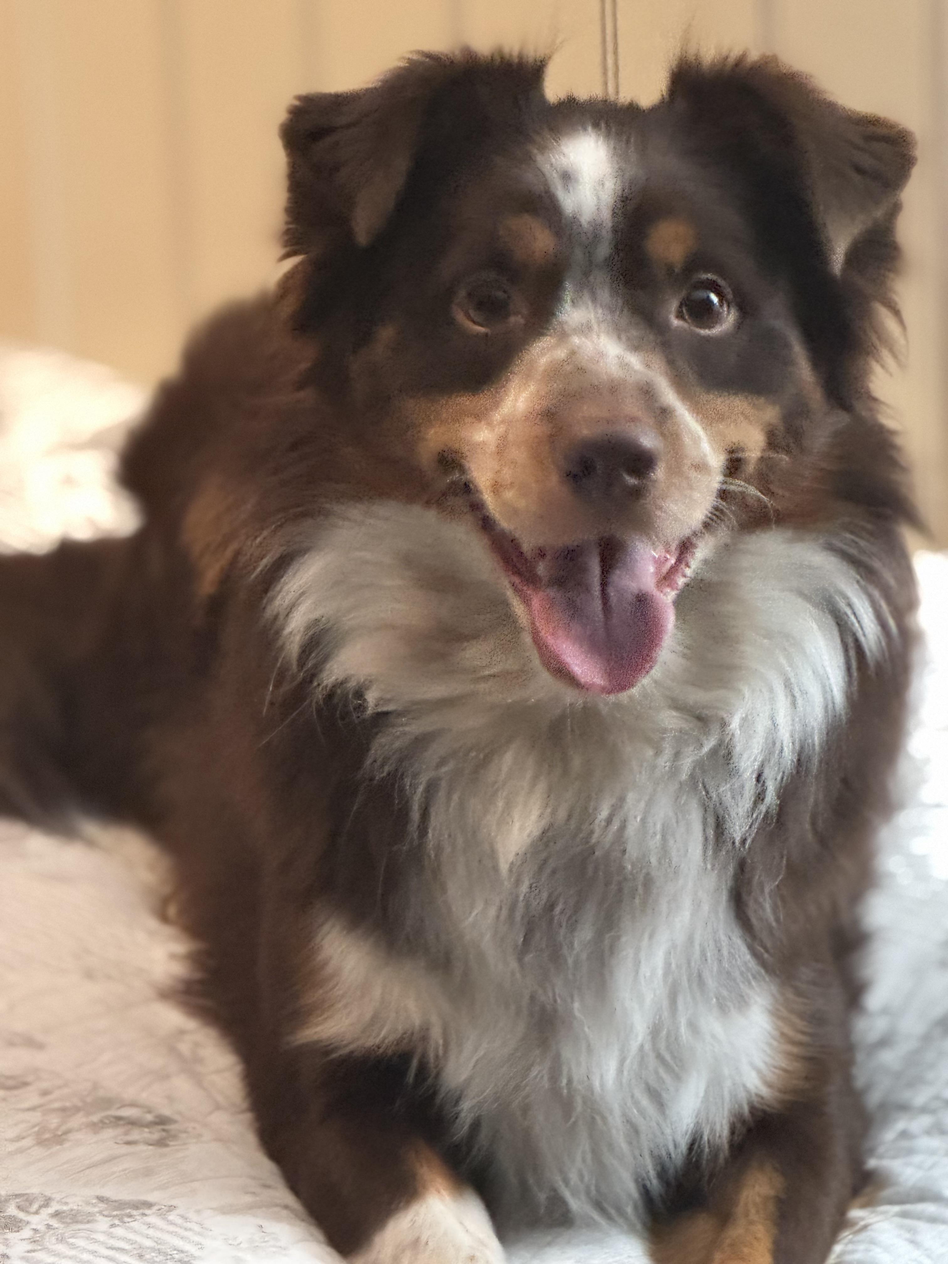 Maverick ~Possible ESD, Adopted, Adult Male Australian Shepherd.