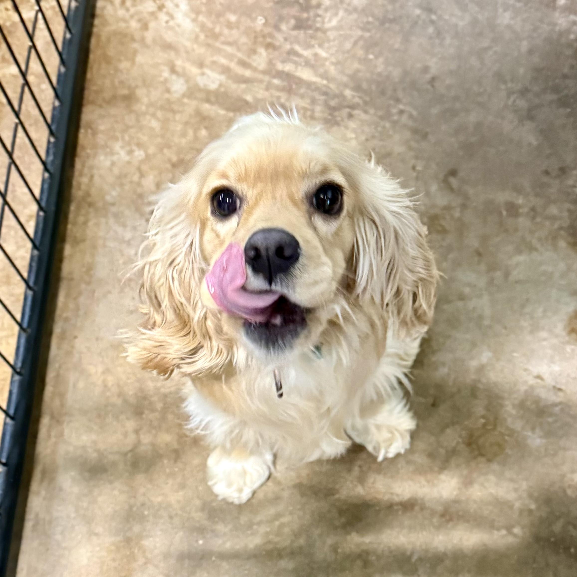 Enlarge Natalie, an adopted Cocker Spaniel in Gallatin, TN image 1/3
