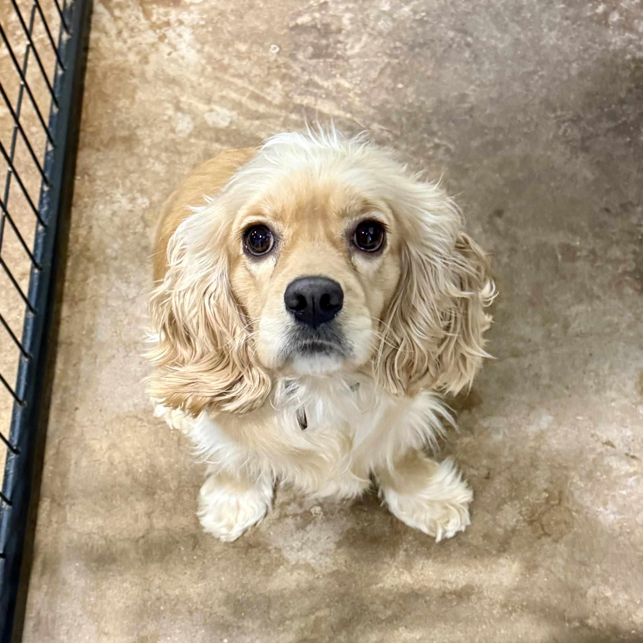 Enlarge Natalie, an adopted Cocker Spaniel in Gallatin, TN image 2/3