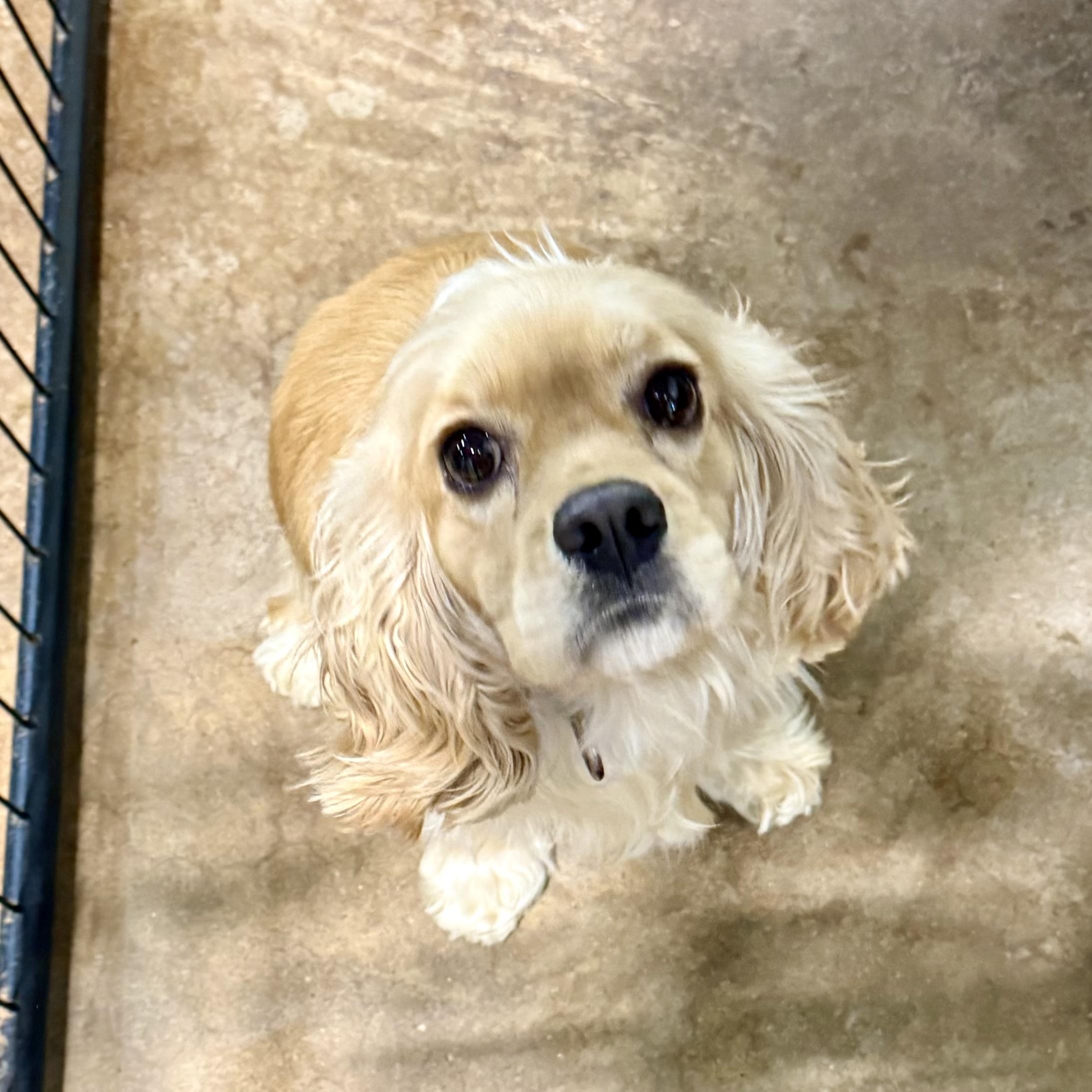 Enlarge Natalie, an adopted Cocker Spaniel in Gallatin, TN image 3/3