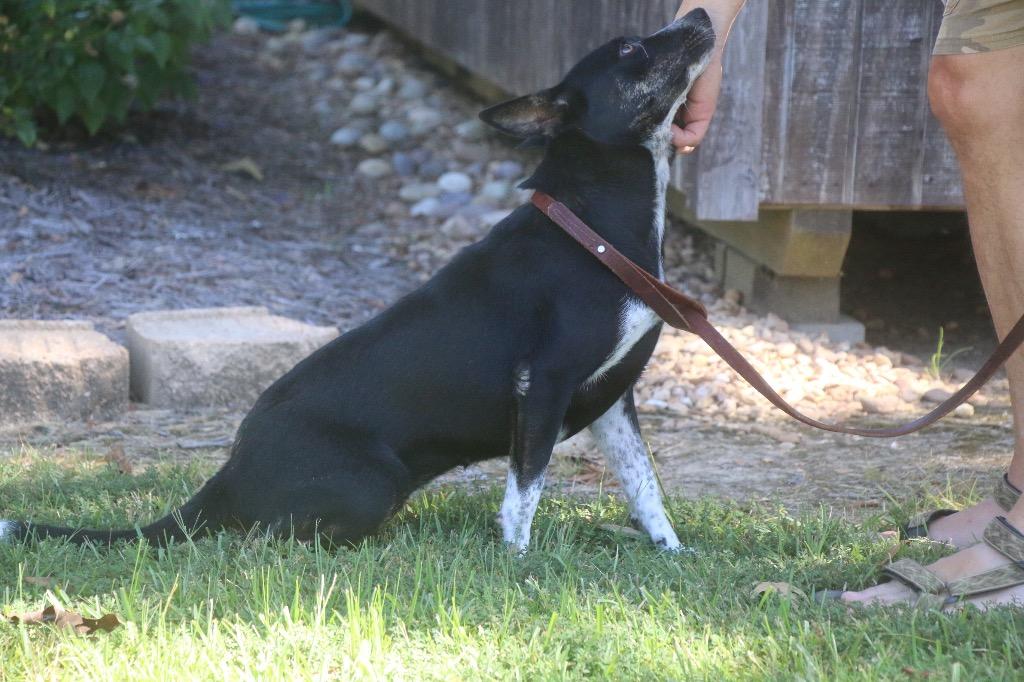Madea 26, Adoptable, Young Female Australian Cattle Dog / Blue Heeler.
