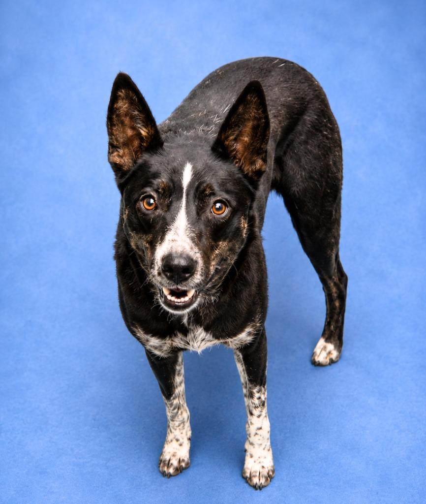 Enlarge Madea 26, a Adoptable mixed breed in Brookhaven, MS image 2/4