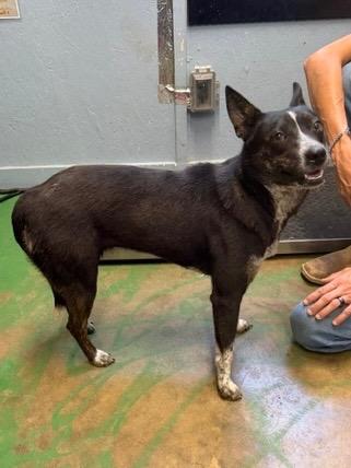 Enlarge Madea 26, a Adoptable mixed breed in Brookhaven, MS image 3/4