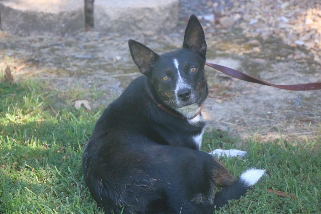 Enlarge Madea 26, a Adoptable mixed breed in Brookhaven, MS image 4/4