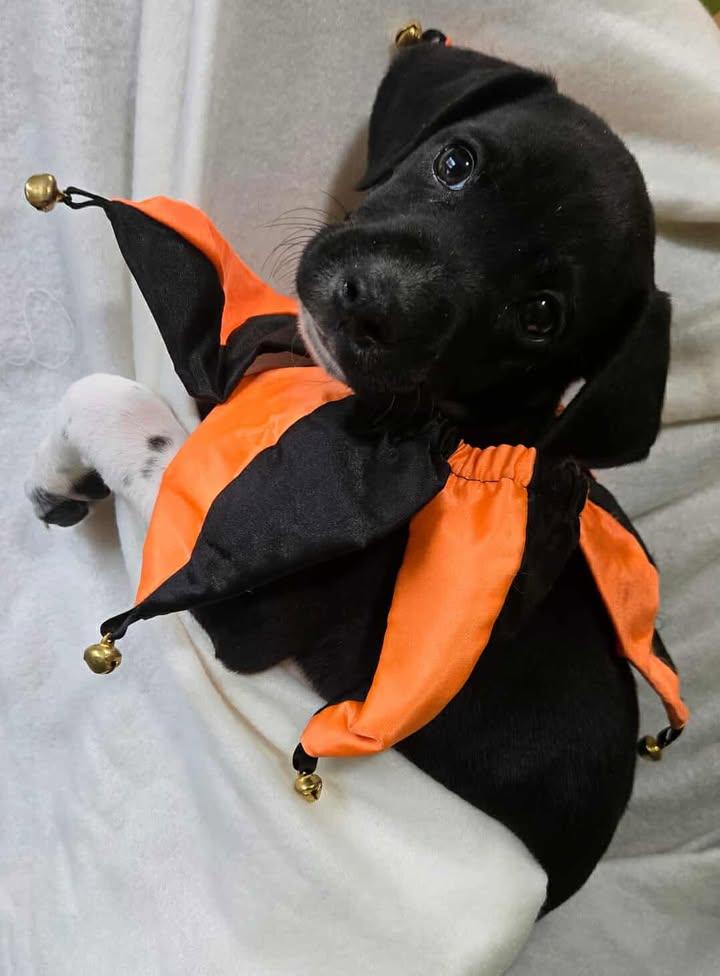 Enlarge Monroe Puppy 2, a Adoptable mixed breed in Point Pleasant, WV image 1/1