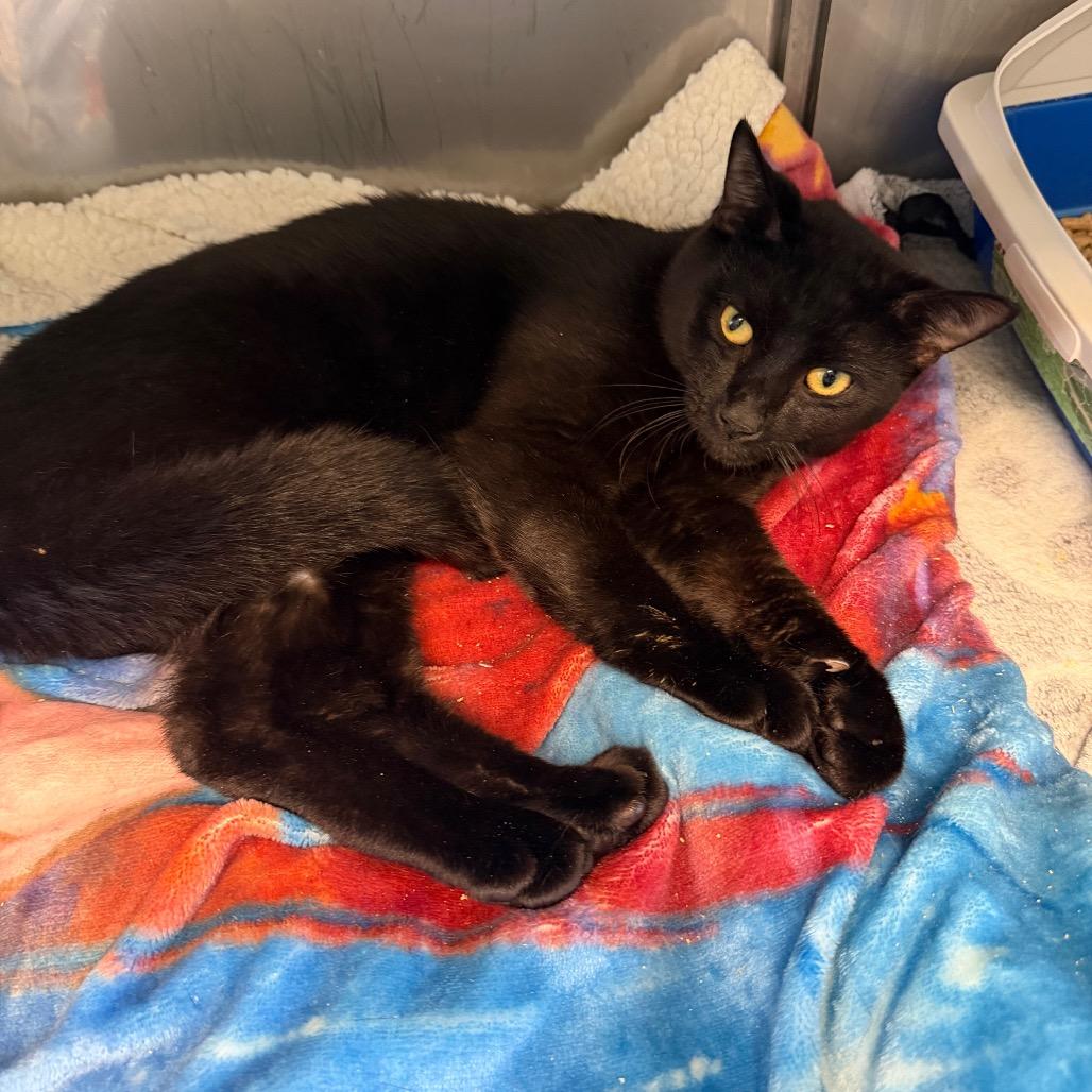 Black Jack, Adoptable, Young Male Domestic Short Hair.