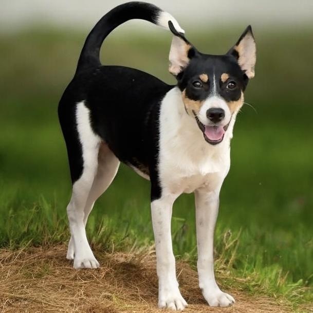Saline (Decker Terrier), Adoptable, Puppy Female Rat Terrier.