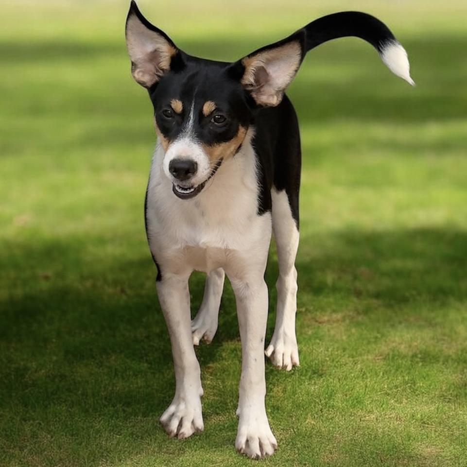 Saline (Decker Terrier), a Adoptable mixed breed in South Saint Paul, MN image 4/5