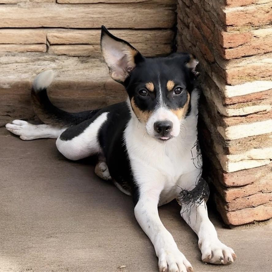 Saline (Decker Terrier), a Adoptable mixed breed in South Saint Paul, MN image 5/5
