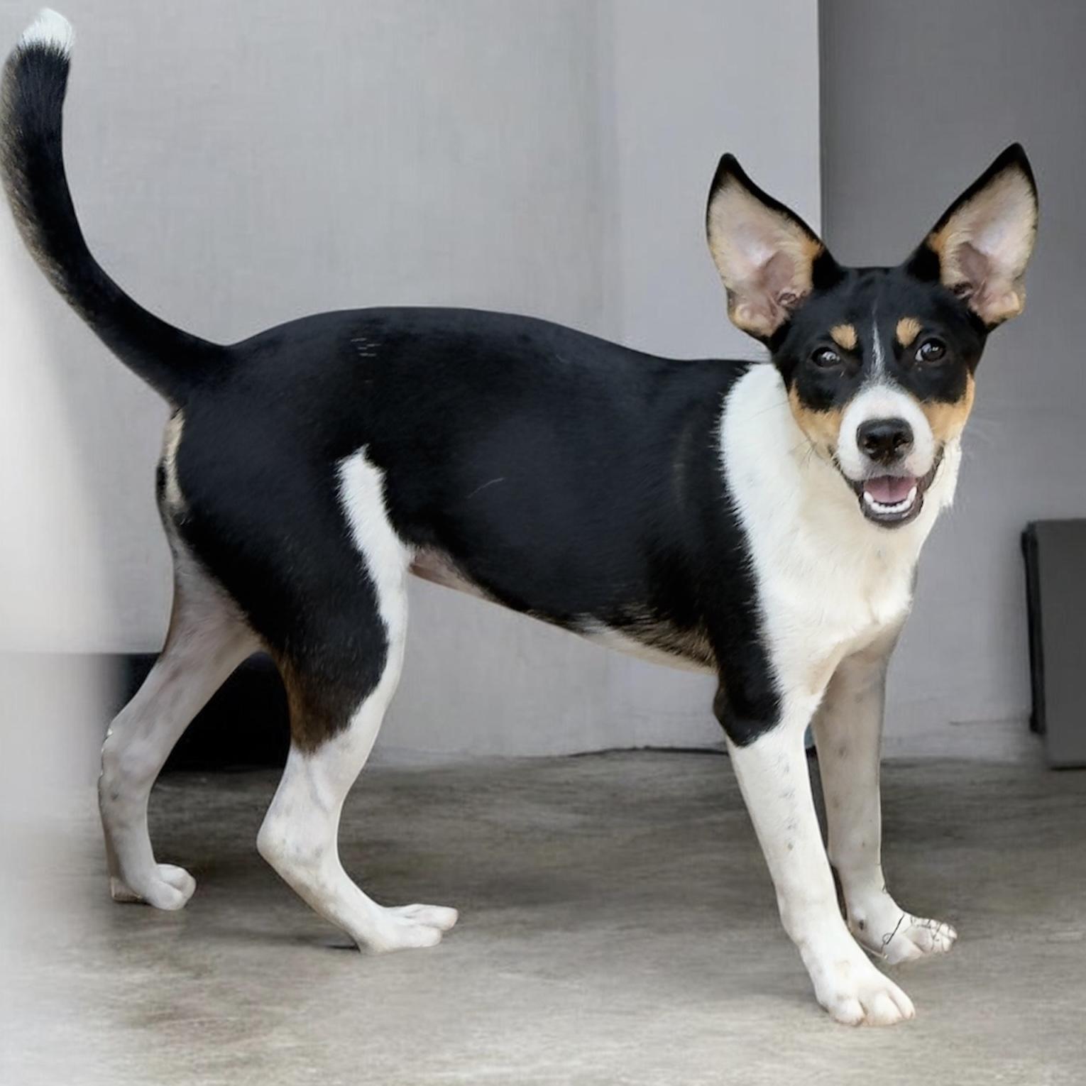 Saline (Decker Terrier), a Adoptable mixed breed in South Saint Paul, MN image 3/5