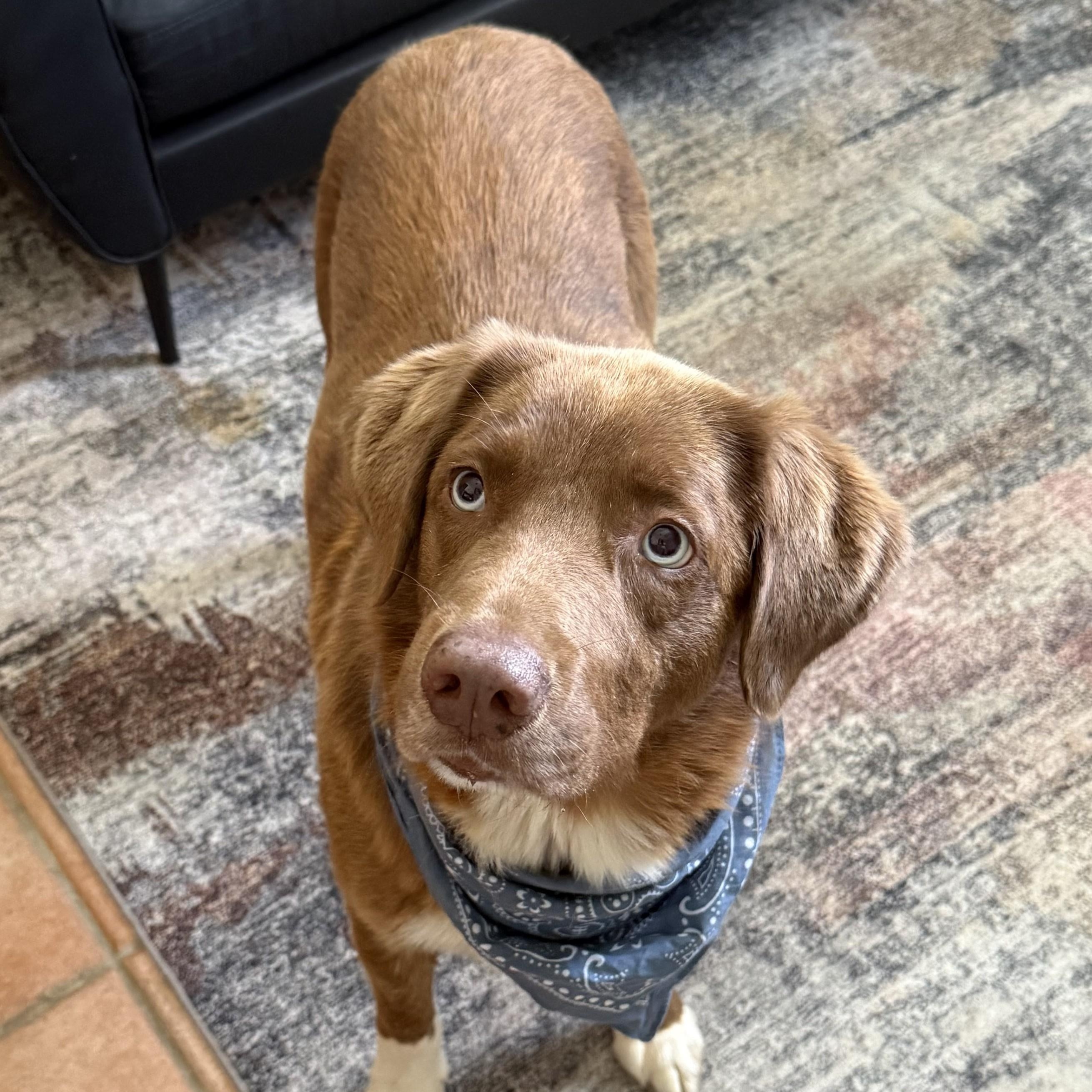 Newman, a ADOPTABLE mixed breed in New Canaan, CT image 2/5