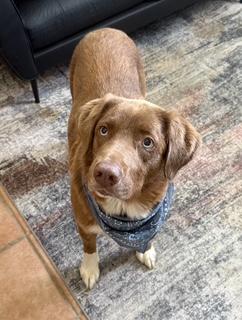 Newman, a ADOPTABLE mixed breed in New Canaan, CT image 3/5