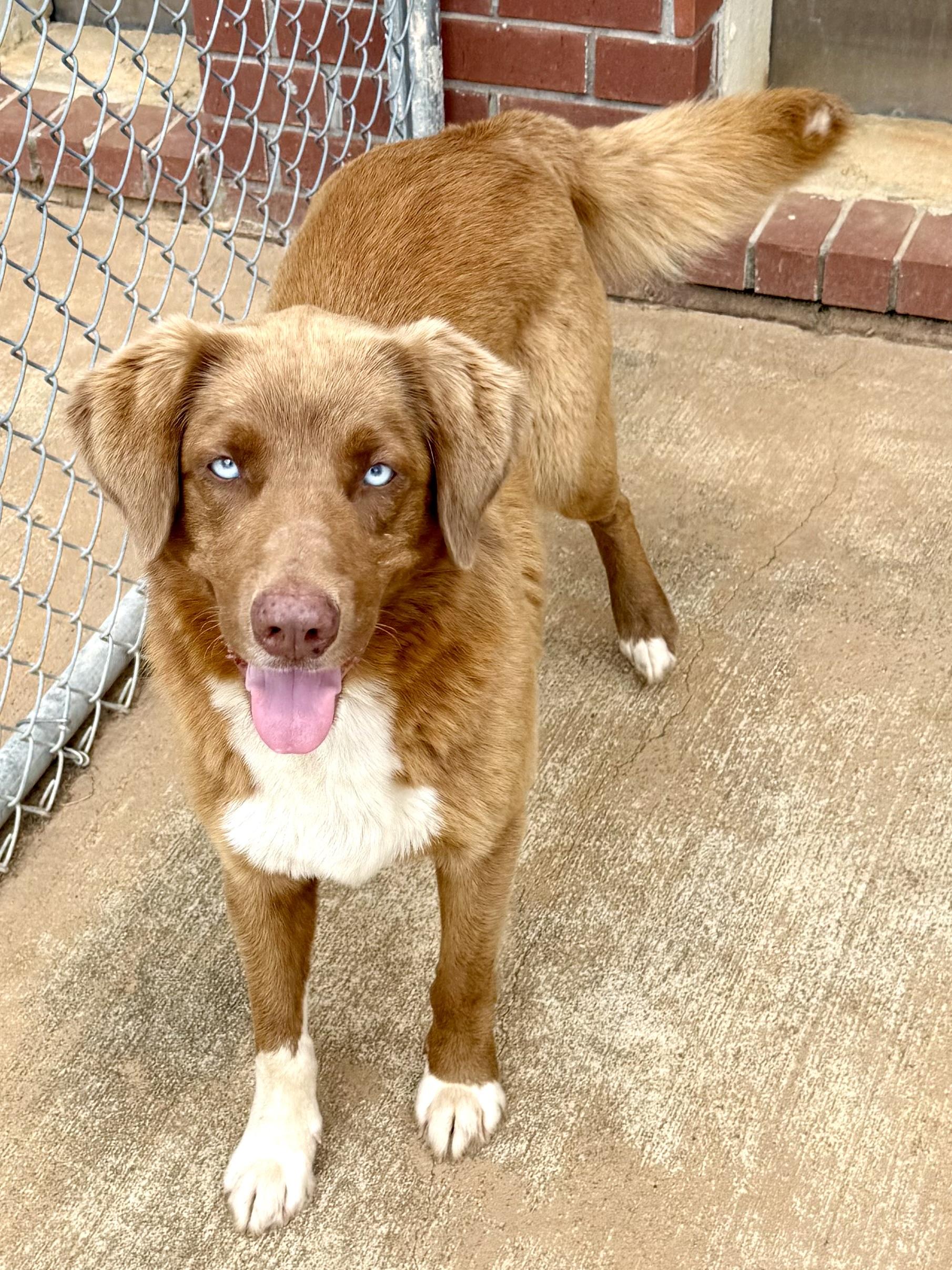 Newman, a ADOPTABLE mixed breed in New Canaan, CT image 5/5