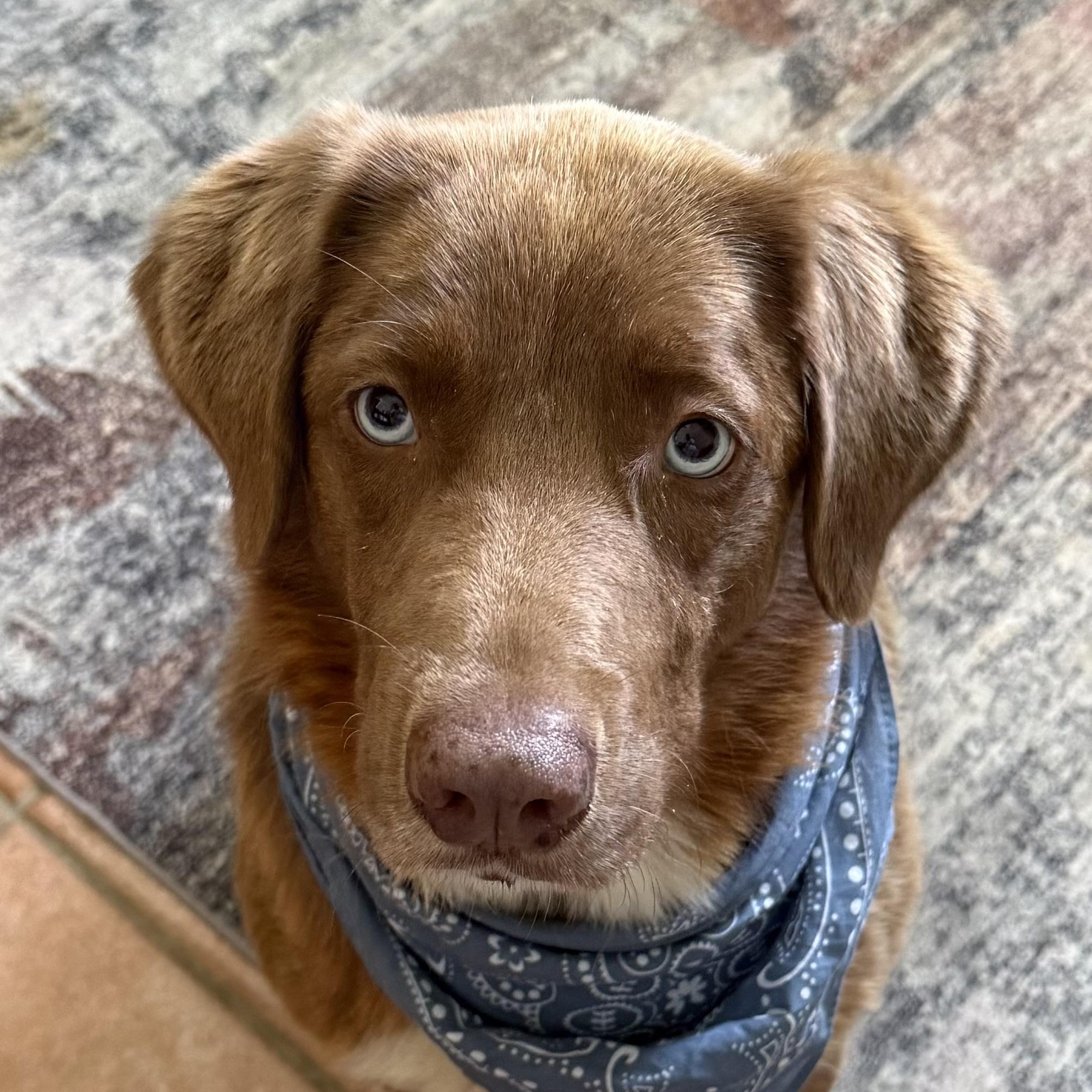 Newman, ADOPTABLE, Young Male Chocolate Labrador Retriever & Australian Shepherd.
