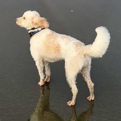 Penny, an adoptable mixed breed in Silvana, WA image 3/6