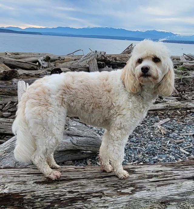 Penny, an adoptable mixed breed in Silvana, WA image 1/6