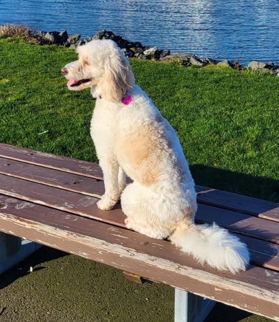 Penny, an adoptable mixed breed in Silvana, WA image 6/6