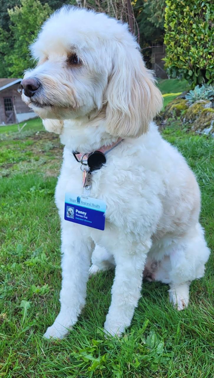 Penny, an adoptable mixed breed in Silvana, WA image 2/6