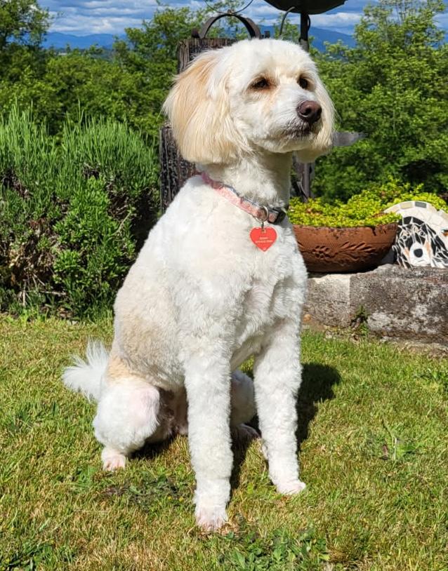 Penny, an adoptable mixed breed in Silvana, WA image 5/6