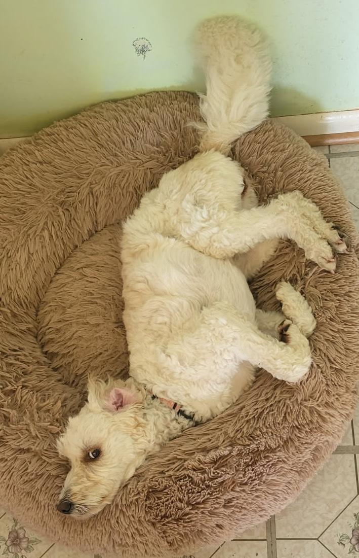 Penny, an adoptable mixed breed in Silvana, WA image 4/6