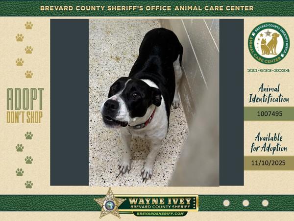 Rogue, Adoptable, Adult Female Mixed Breed.