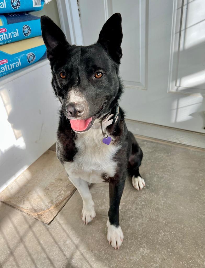 Enlarge Benny, a Adoptable mixed breed in Saint James, MN image 1/6