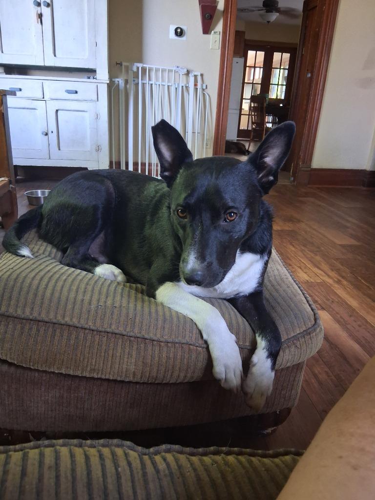 Benny, a Adoptable mixed breed in Saint James, MN image 2/6