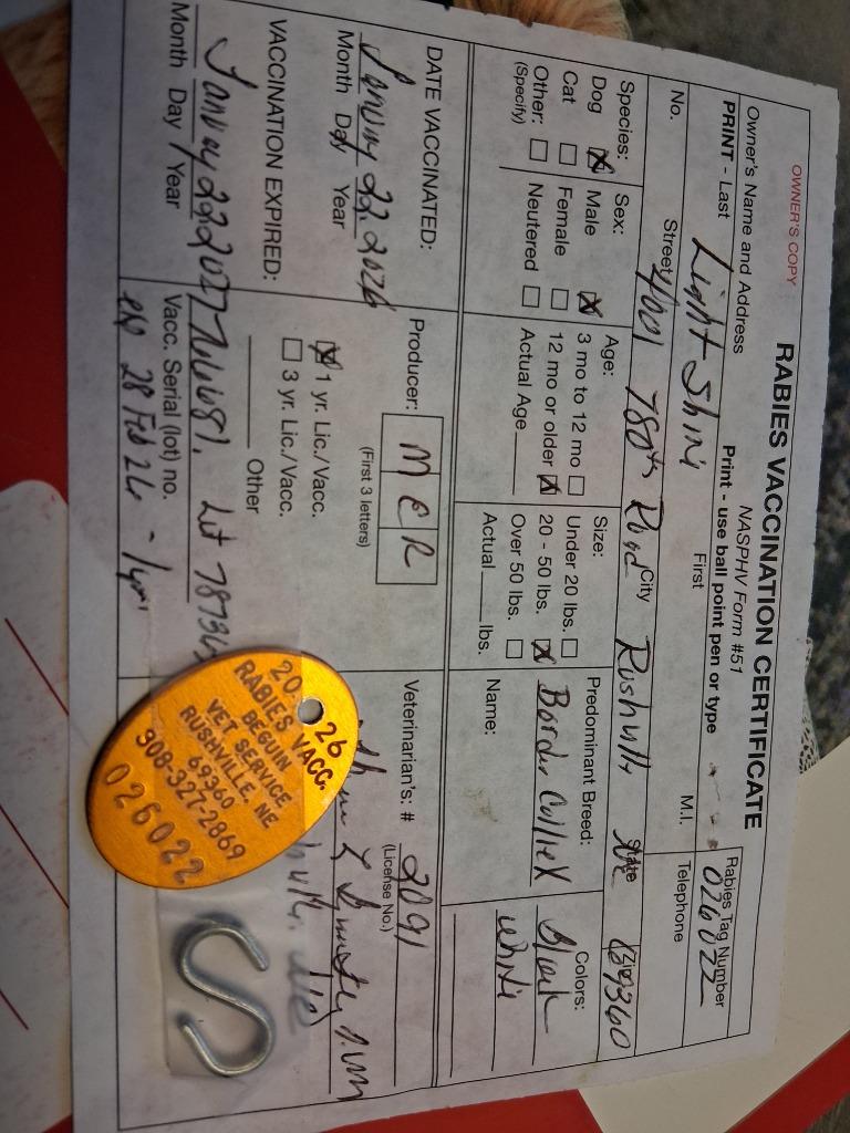 Enlarge Benny, a Adoptable mixed breed in Saint James, MN image 2/6