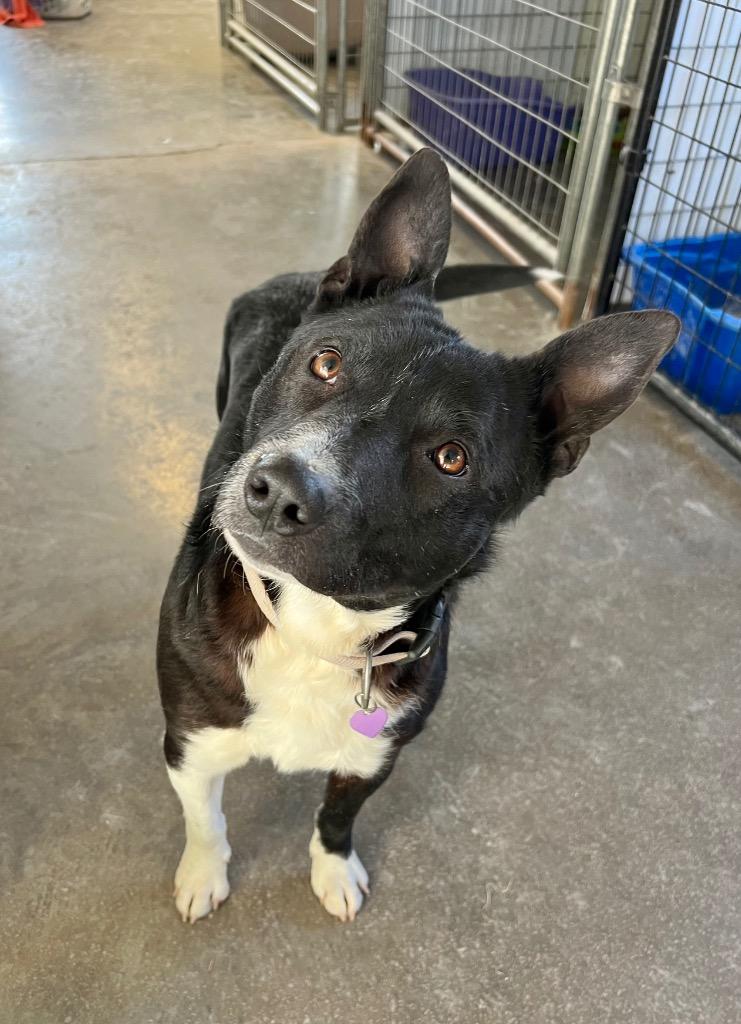 Enlarge Benny, a Adoptable mixed breed in Saint James, MN image 4/6