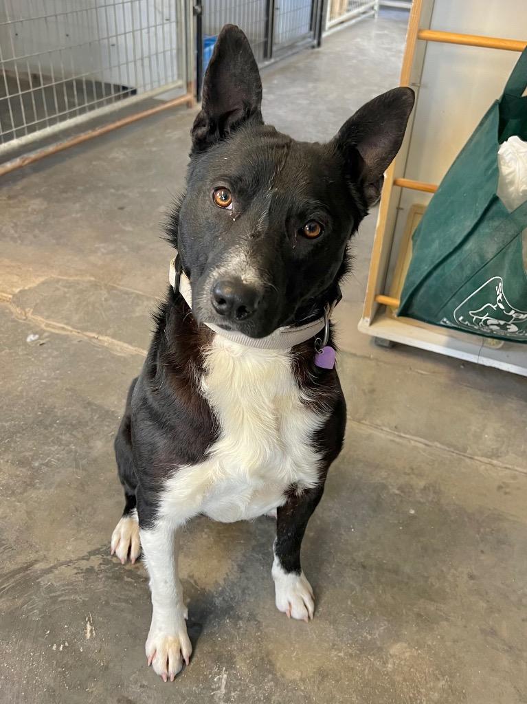 Enlarge Benny, a Adoptable mixed breed in Saint James, MN image 5/6