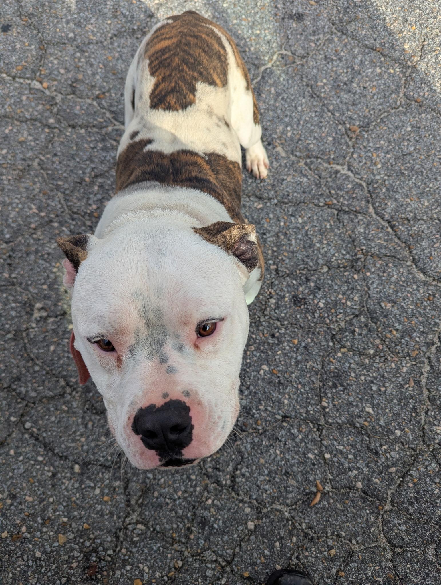 Enlarge Buckie121095, a ADOPTABLE mixed breed in Rocky Mount, NC image 2/2