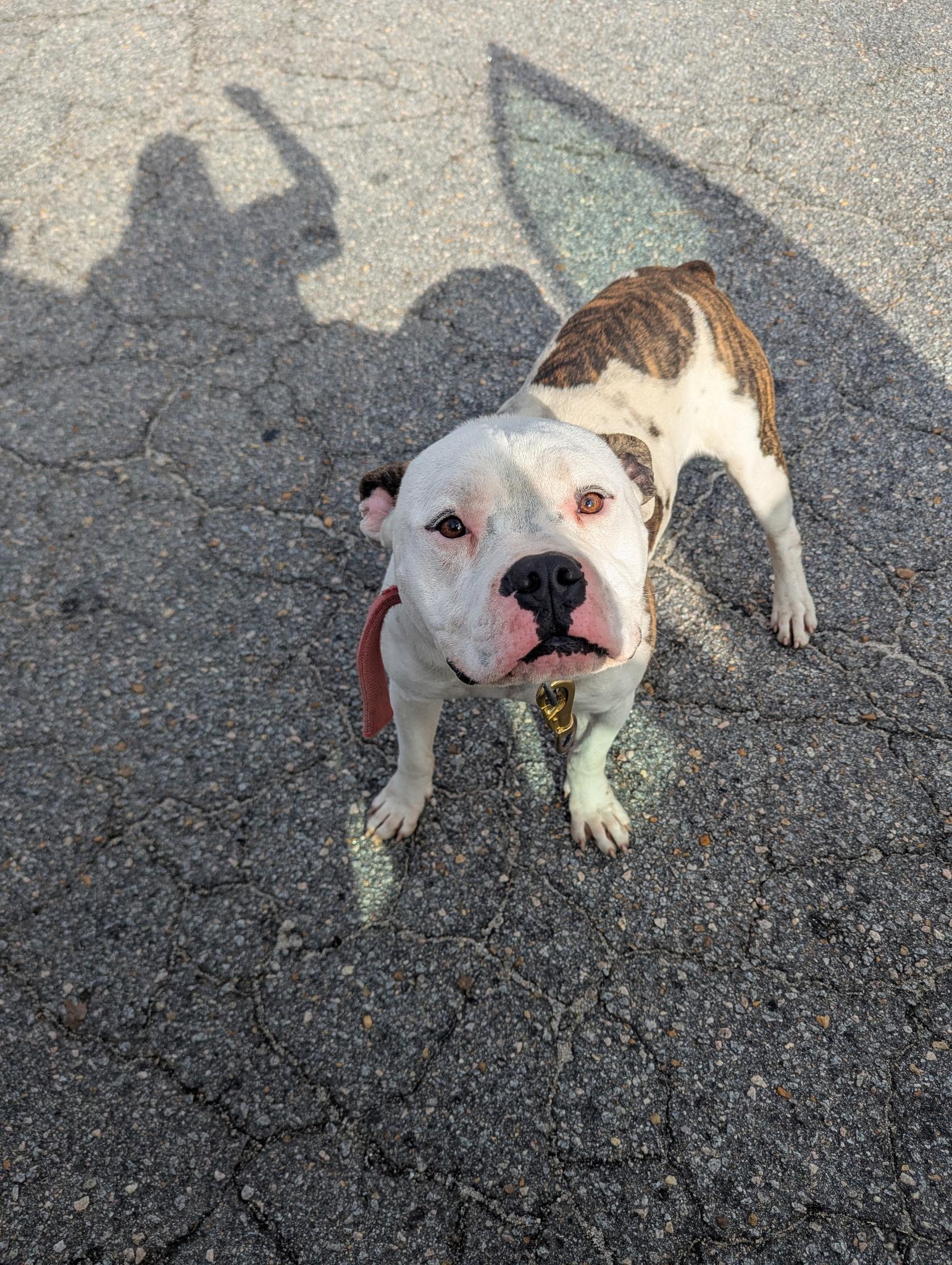 Buckie121095, ADOPTABLE, Adult Male American Bully.
