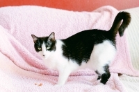 Fiona, a Adoptable Domestic Short Hair in Woodland Hills, CA image 1/2