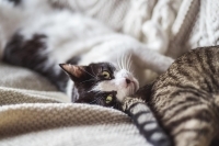 Fiona, a Adoptable Domestic Short Hair in Woodland Hills, CA image 2/2