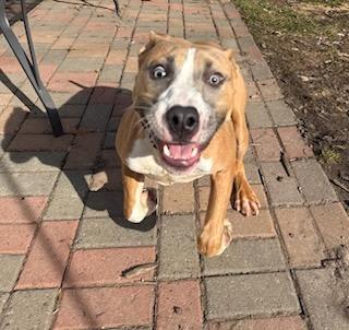 Dakota FKA Oda, an adopted mixed breed in Minneapolis, MN image 3/6