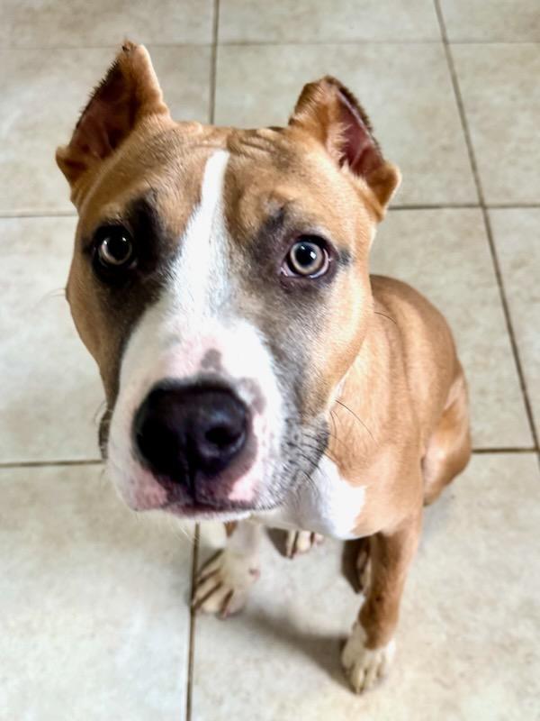 Dakota FKA Oda, adopted, Young Male Pit Bull Terrier.