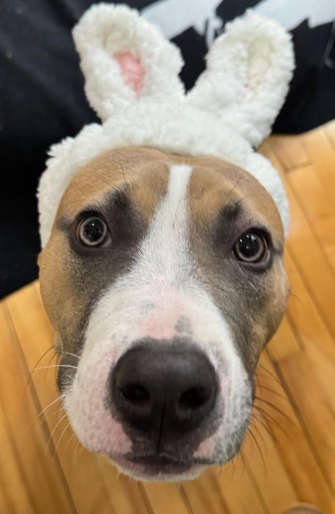 Dakota FKA Oda, an adopted mixed breed in Minneapolis, MN image 6/6