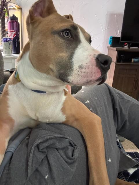 Dakota FKA Oda, an adopted mixed breed in Minneapolis, MN image 5/6