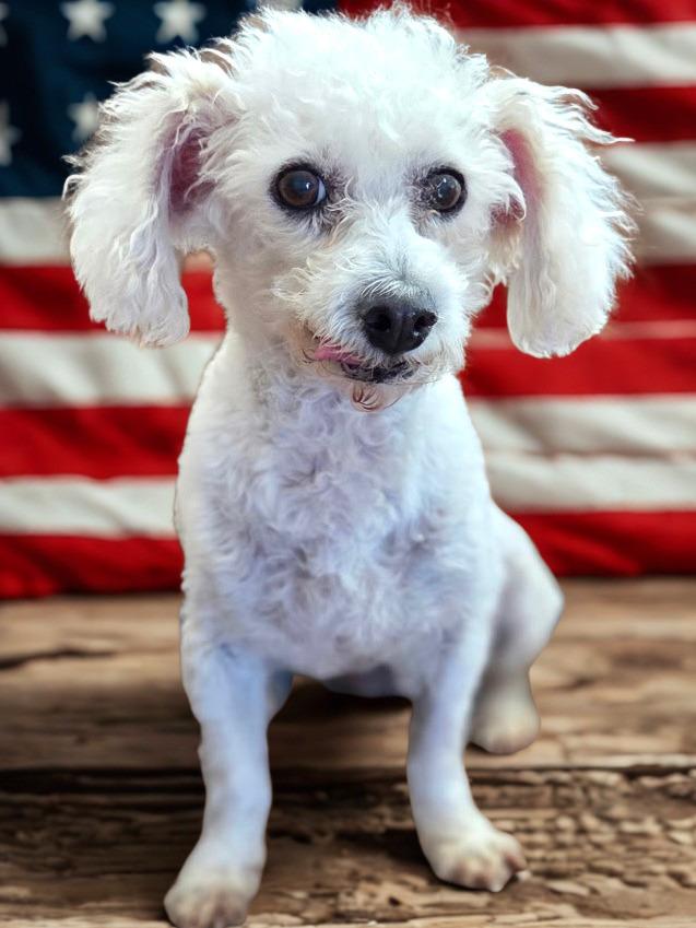 Sasha, a ADOPTABLE Miniature Poodle in Agua Dulce, CA image 2/5