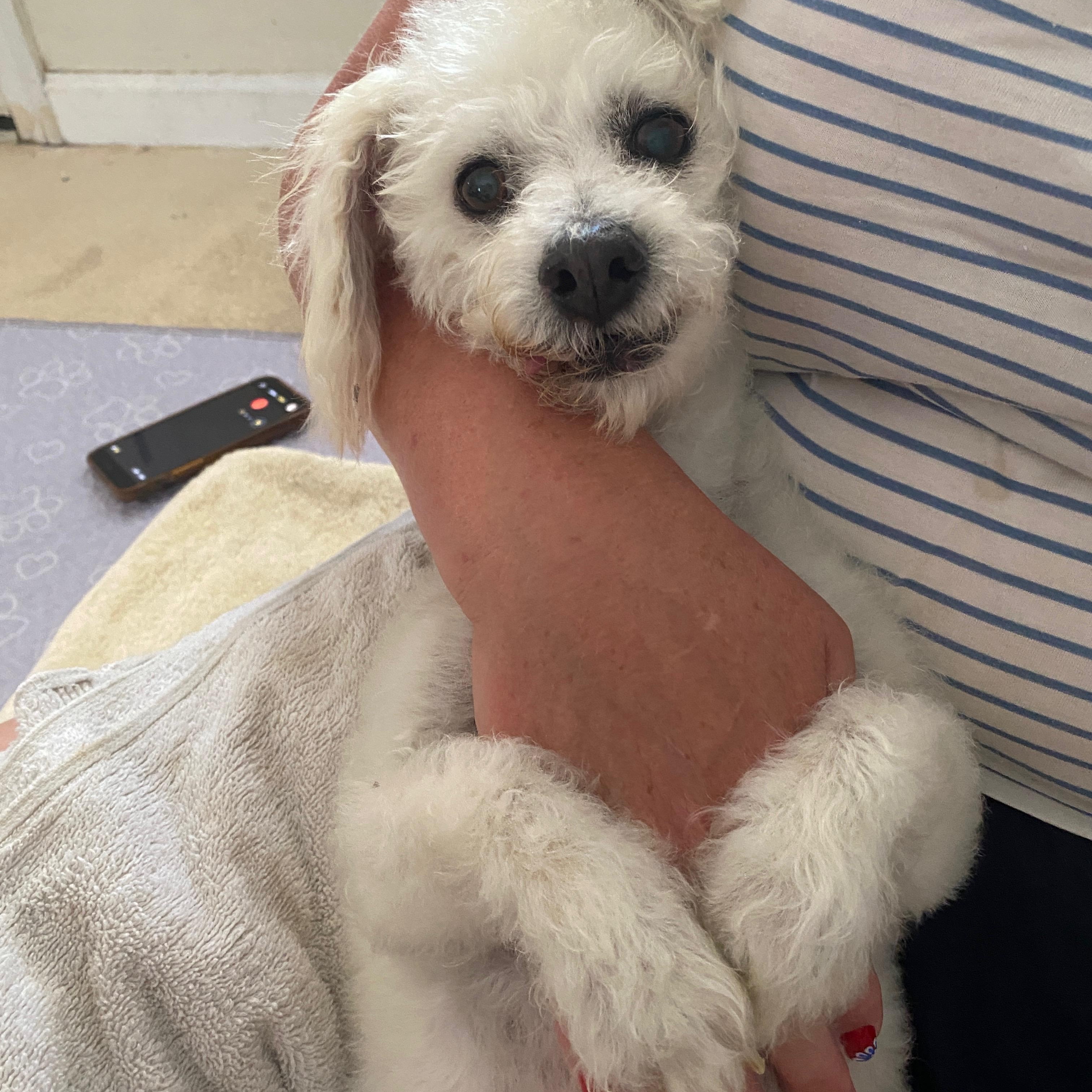 Sasha, a ADOPTABLE Miniature Poodle in Agua Dulce, CA image 4/5