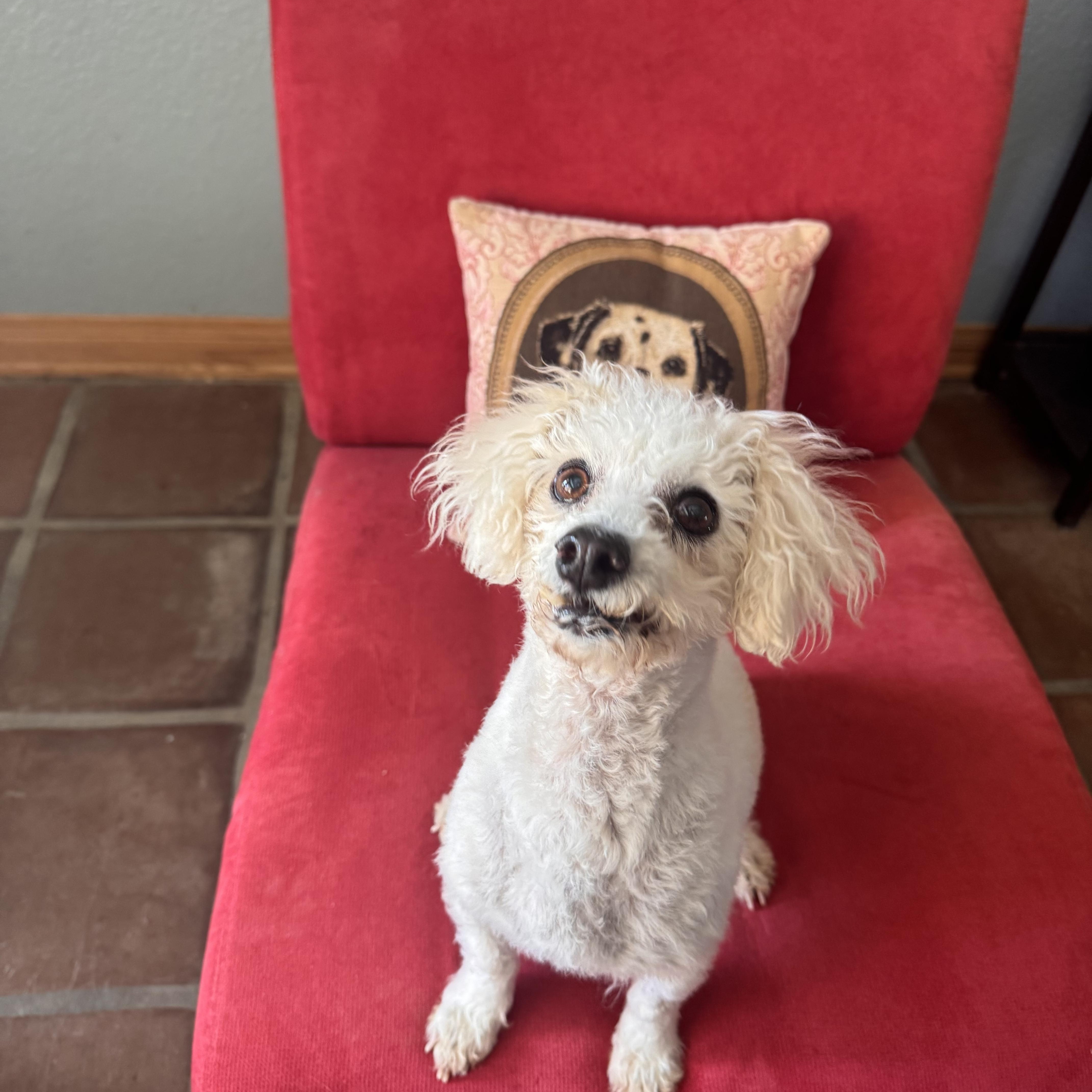 Sasha, a ADOPTABLE Miniature Poodle in Agua Dulce, CA image 5/5
