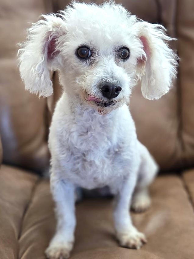 Sasha, ADOPTABLE, Senior Female Miniature Poodle.