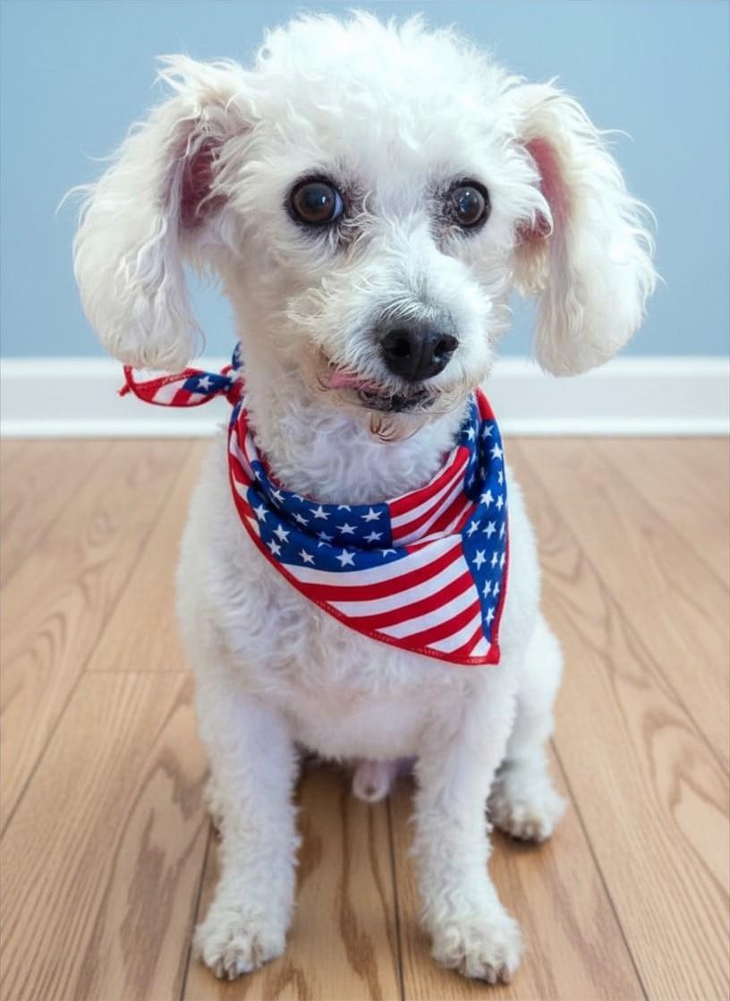 Sasha, a ADOPTABLE Miniature Poodle in Agua Dulce, CA image 3/5