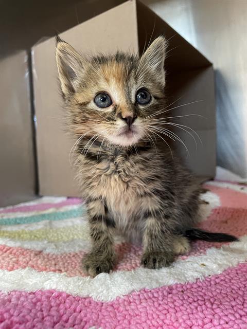 Enlarge ENNIE, a Adoptable Domestic Short Hair in Sugar Land, TX image 1/1