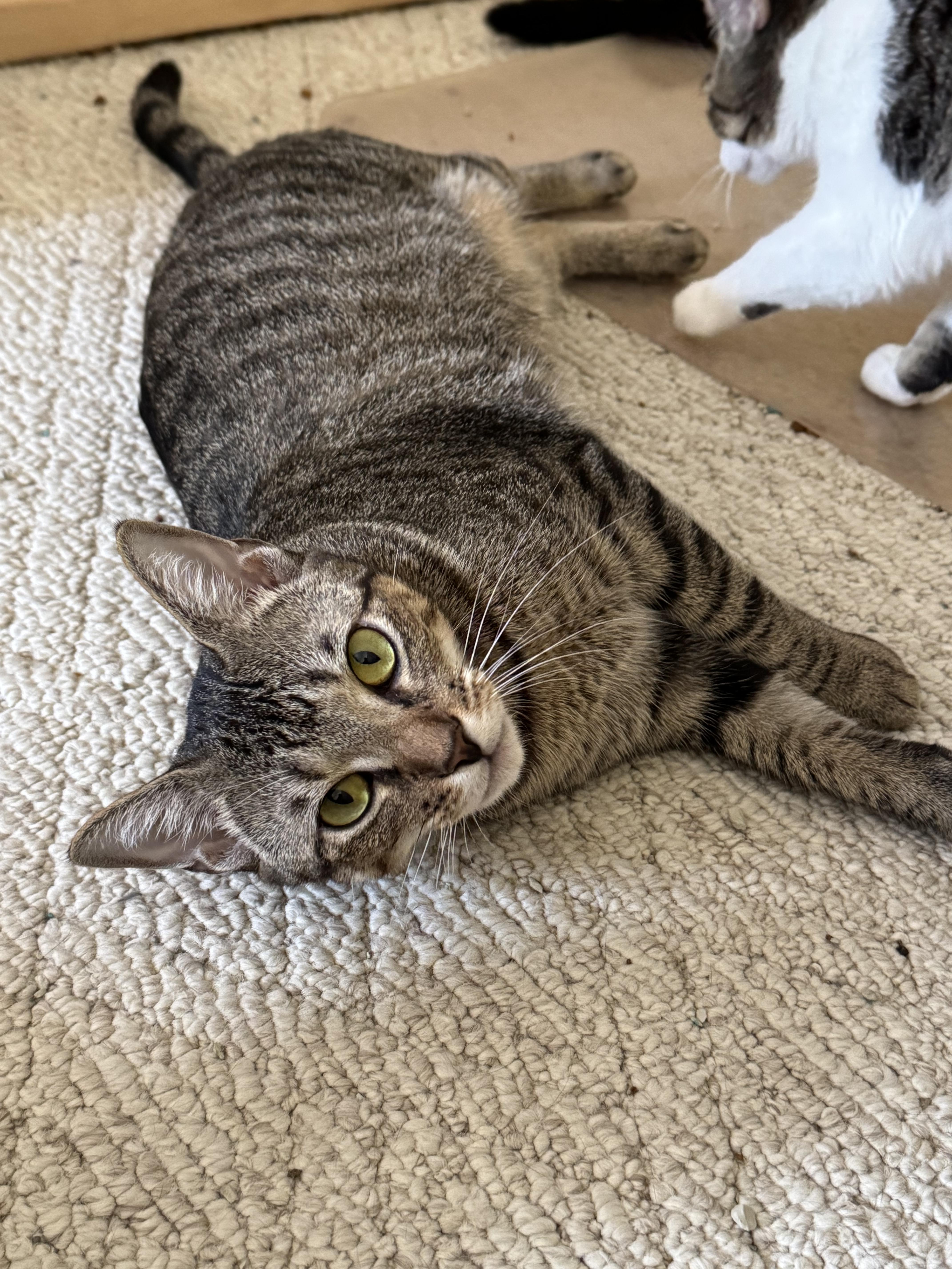 Enlarge Cleopatra, a Adoptable Domestic Short Hair in Randolph, AL image 1/1