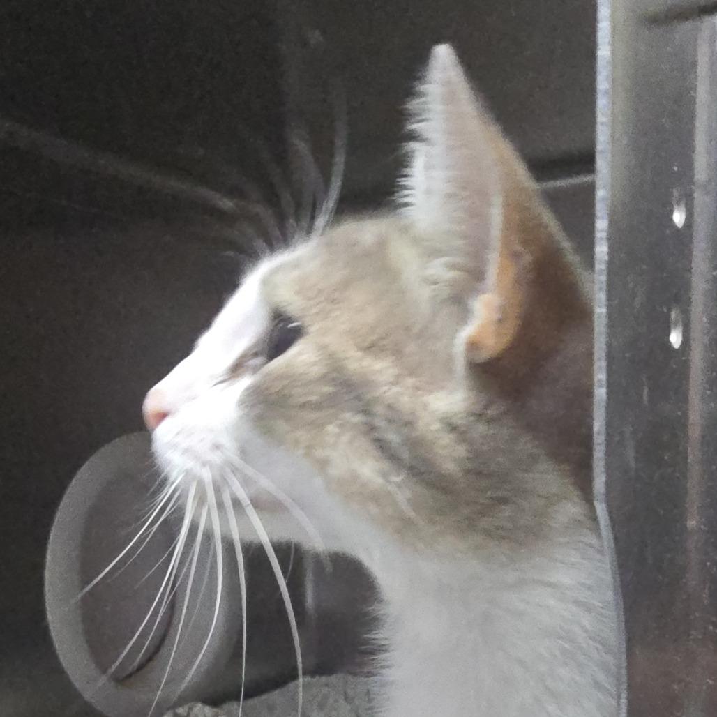Avery 26-0492, Adoptable, Young Female Domestic Short Hair.