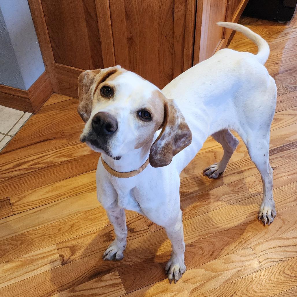 Dottie, ADOPTABLE, Adult Female English Pointer.
