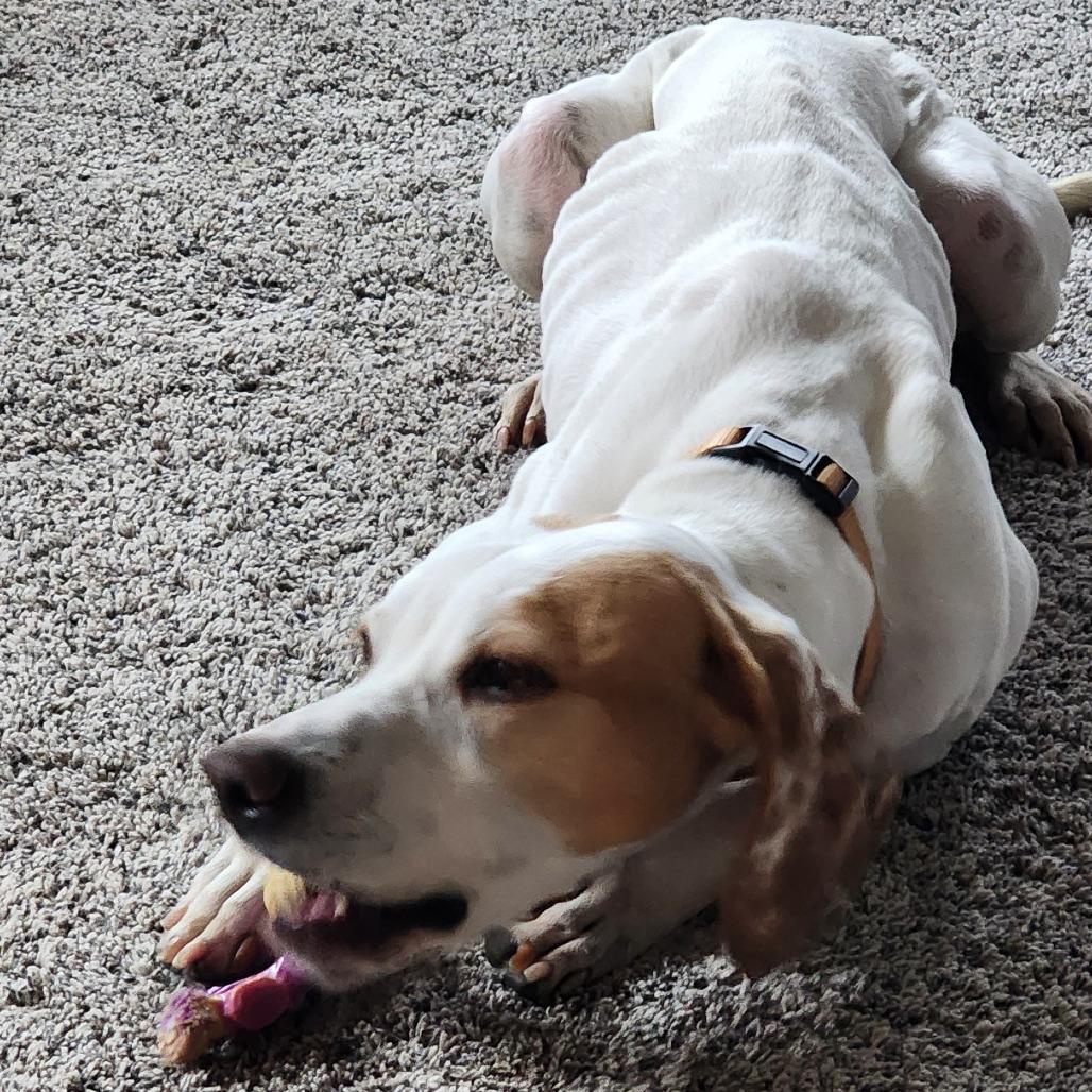 Enlarge Dottie, a ADOPTABLE English Pointer in Monticello, IA image 6/6