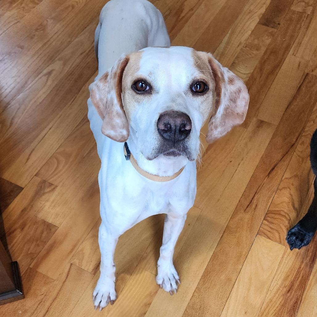 Enlarge Dottie, a ADOPTABLE English Pointer in Monticello, IA image 2/6